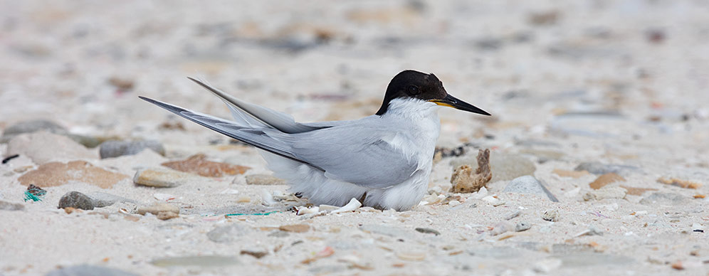 Damara Tern on nest